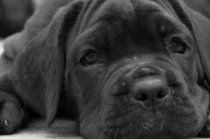 A ci&ecirc;ncia por tr&aacute;s do v&iacute;nculo com animais