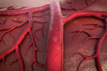 Angiogênese: entenda o conceito, seus efeitos, os diferentes tipos e mais! Angiogênese: entenda o conceito, seus efeitos, os diferentes tipos e mais!