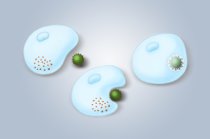 Ant&iacute;genos e anticorpos - o que s&atilde;o?