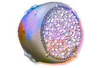 Apolipoproteínas: qual papel elas desempenham no metabolismo lipídico e no risco cardiovascular? Apolipoproteínas: qual papel elas desempenham no metabolismo lipídico e no risco cardiovascular?