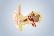 Audiometria: o que &eacute;? Quais os tipos? Como &eacute; feito e para que serve o exame?