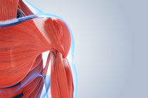 Bloqueio neuromuscular - Como ele funciona?