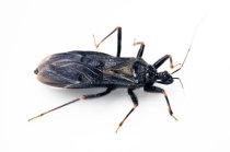 Doen&ccedil;a de Chagas: o que saber sobre ela?