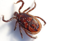 Doen&ccedil;a de Lyme - doen&ccedil;a transmitida por carrapato