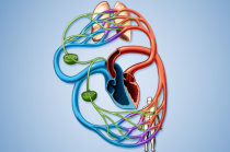 Entenda o sistema circulat&oacute;rio e como ele mant&eacute;m o seu corpo vivo