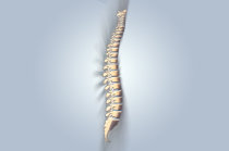 Espondilite anquilosante: como ela &eacute;?