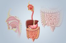 Manometria gastrointestinal Manometria gastrointestinal