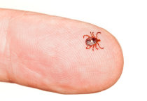 O que &eacute; a febre maculosa?