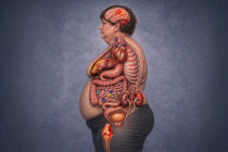 O que significa o ganho de peso para o nosso organismo? Como a gordura afeta cada &oacute;rg&atilde;o ao longo do tempo?