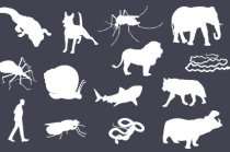 Os animais que mais matam no mundo Os animais que mais matam no mundo