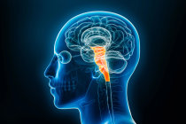 Paralisia bulbar progressiva: quando a fala, a degluti&ccedil;&atilde;o e a respira&ccedil;&atilde;o s&atilde;o afetadas por uma doen&ccedil;a neurodegenerativa implac&aacute;vel