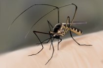 Sobre a segurança da vacina contra a febre amarela Sobre a segurança da vacina contra a febre amarela