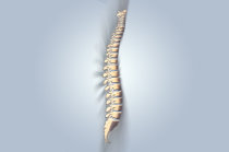 Transecção da medula espinhal Transecção da medula espinhal