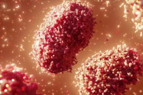 Var&iacute;ola dos macacos ou monkeypox: o que sabemos sobre os surtos na Europa e na Am&eacute;rica do Norte?