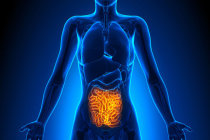 Zonulina intestinal: o que &eacute; e para que serve?