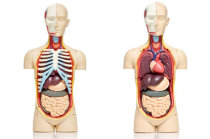 &Eacute; poss&iacute;vel viver sem alguns &oacute;rg&atilde;os?