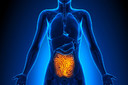 Zonulina intestinal: o que &eacute; e para que serve?